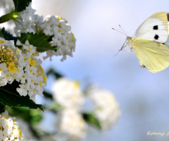 THE BUTTERFLY 