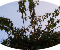 Still Waiting.......