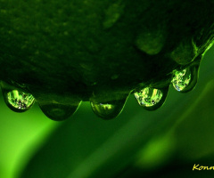 Mandarin after Rain 