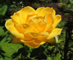 Yellow rose