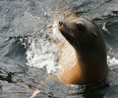 At Home In The Water 