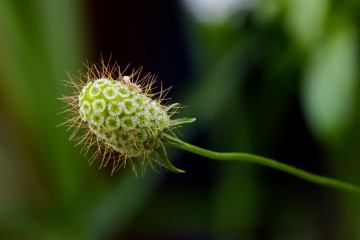 Growing in Tivoli - Cph - Dk 2023.