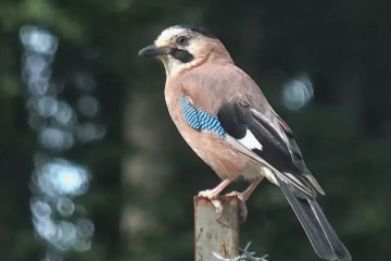Alakarga