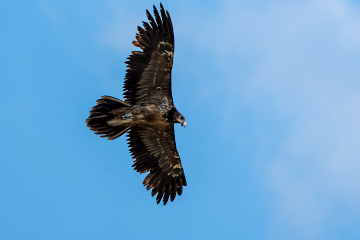 Sakallı akbaba / Bearded Vulture / Gypaetus barbat