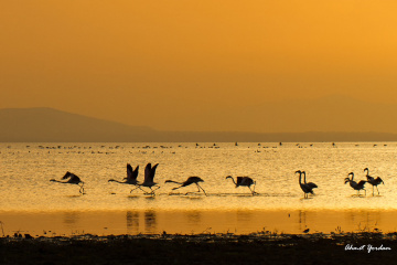 Flamingolar