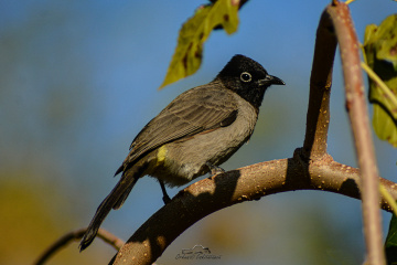 White-spectacled Bulbul 