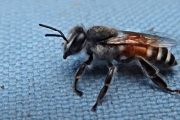 Sweet visitor