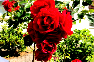 Hello.. 
