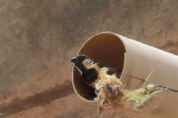 Sparrow at Nest