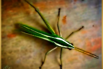 Insect