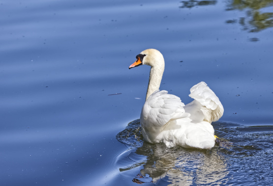 A lonely Swan at Lake Lyngby - Denmark -  May 2025