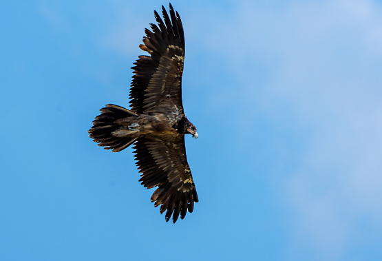 Sakallı akbaba / Bearded Vulture / Gypaetus barbat