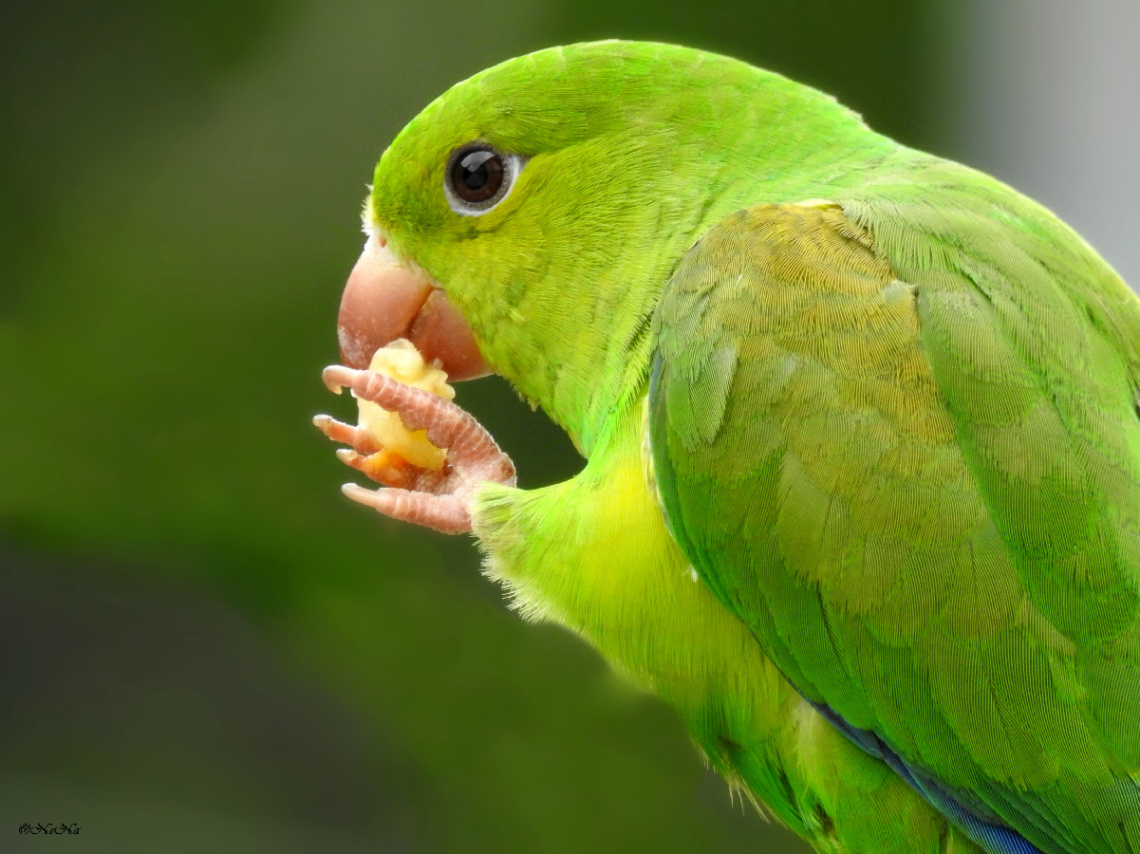 Periquito