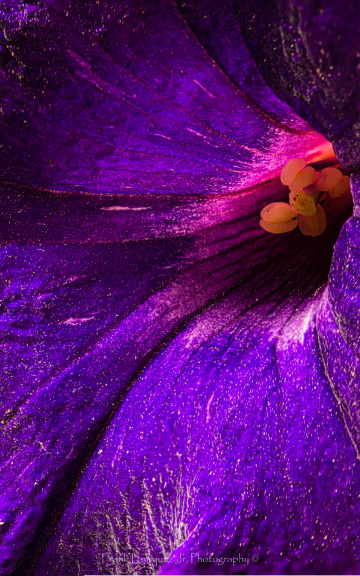 Up Close And Purple
