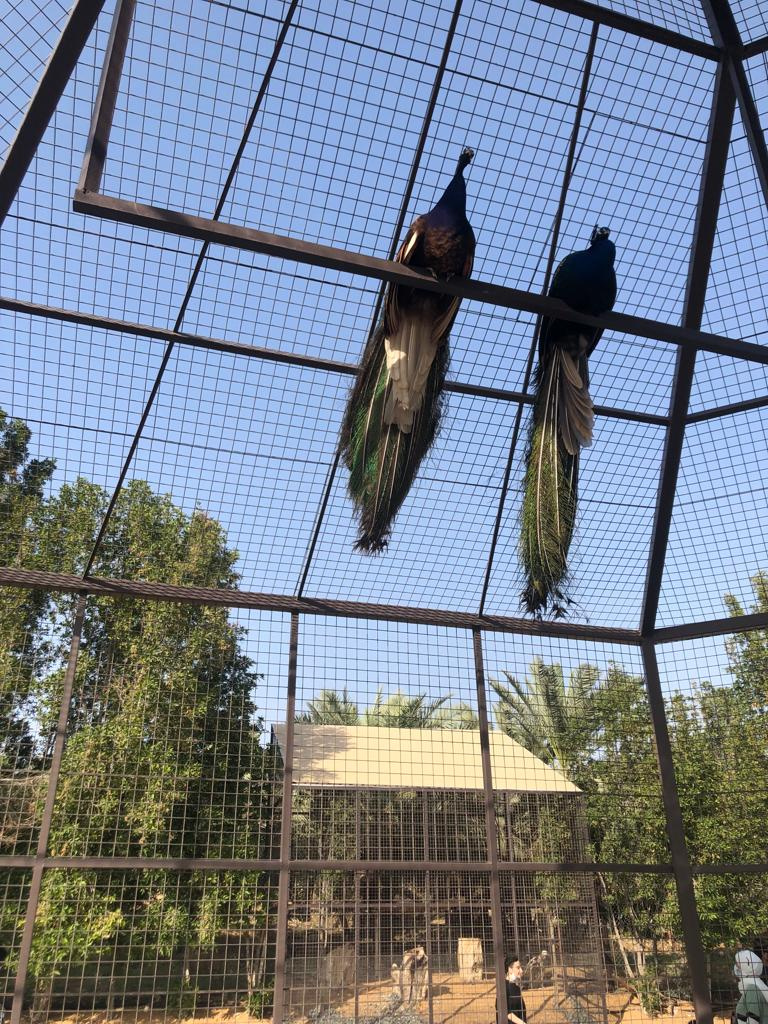 At the Zoo