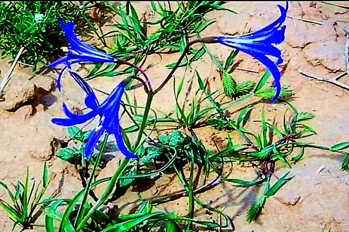 Neelofer the Blue Beauty 