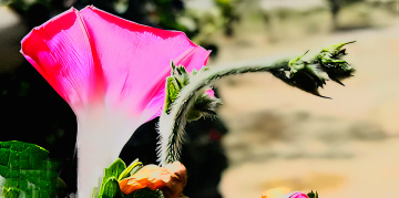 'Morning ⚜️❤️