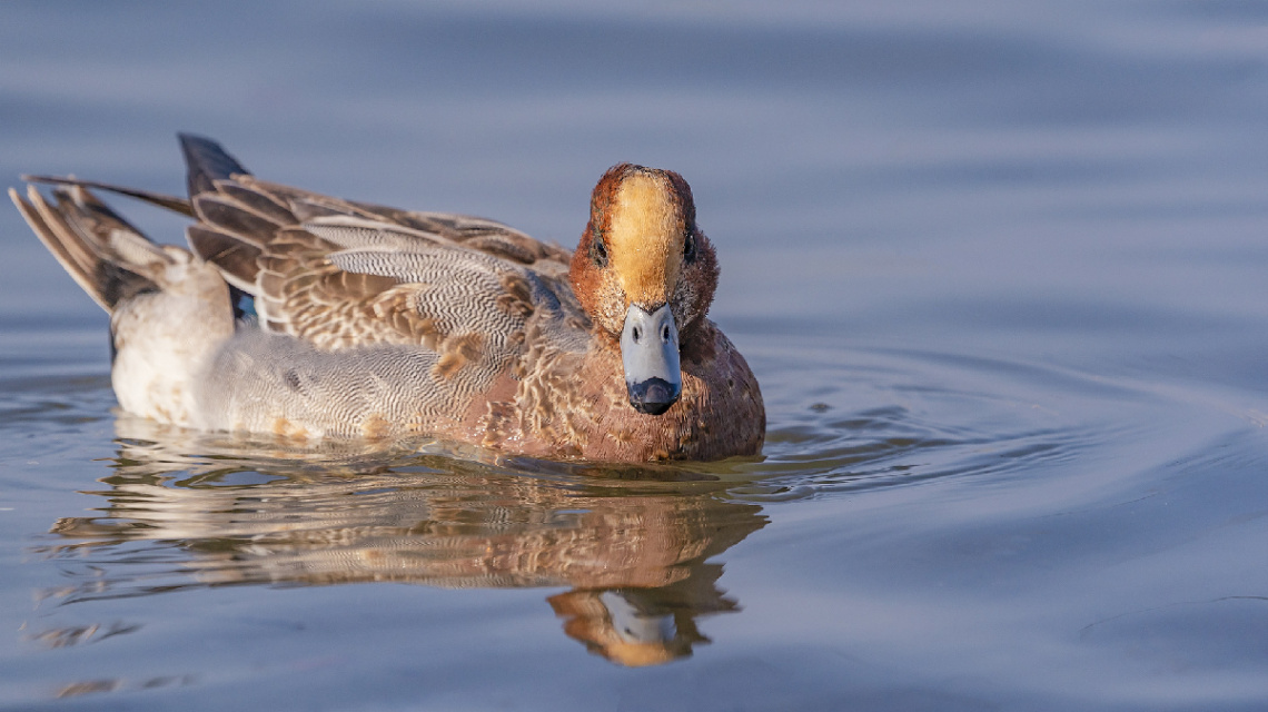 Fiyu (Eurasian Wigeon » Mareca penelope)