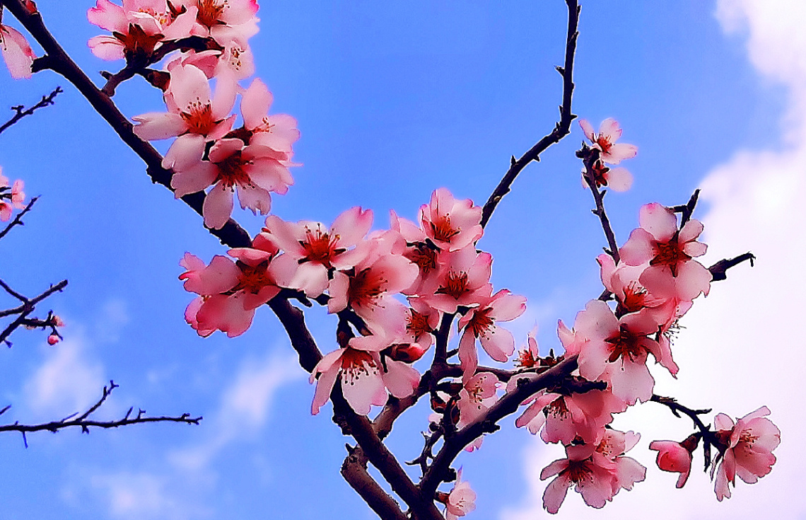Spring is here ❤️⚜️