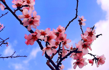 Spring is here ❤️⚜️