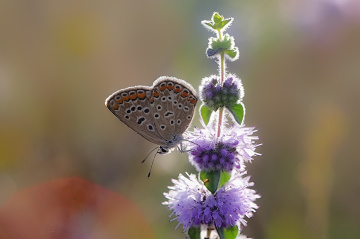 Çok gözlü  Kelebek