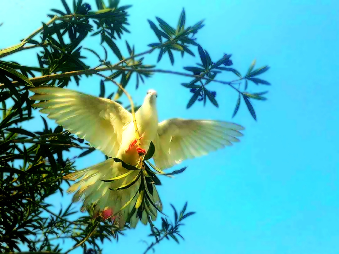 Domestic Pigeon 
