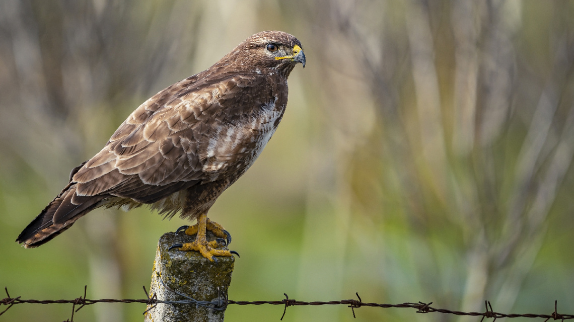 Şahin. (Common Buzzard » Buteo buteo)