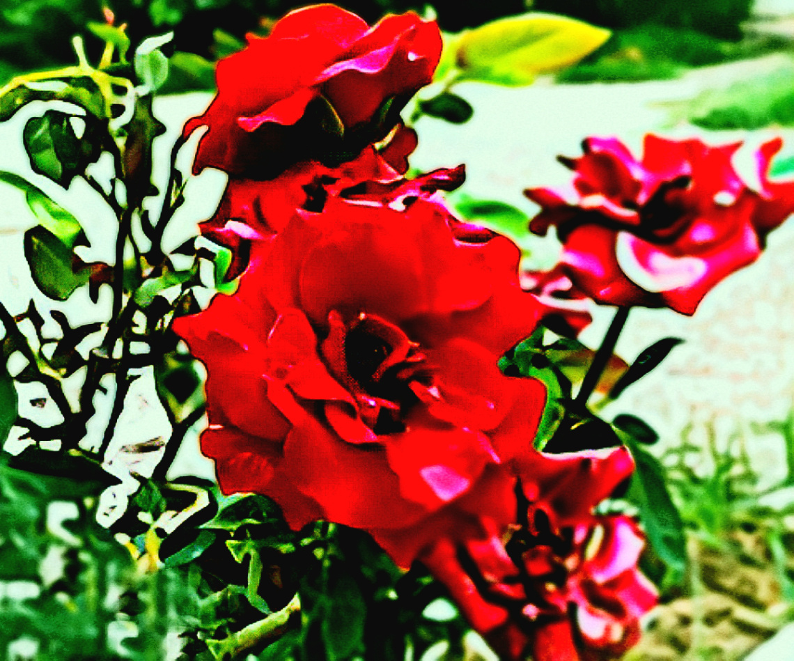 Red Roses