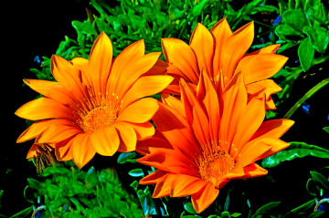 BLÜTEN