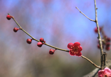 Plum