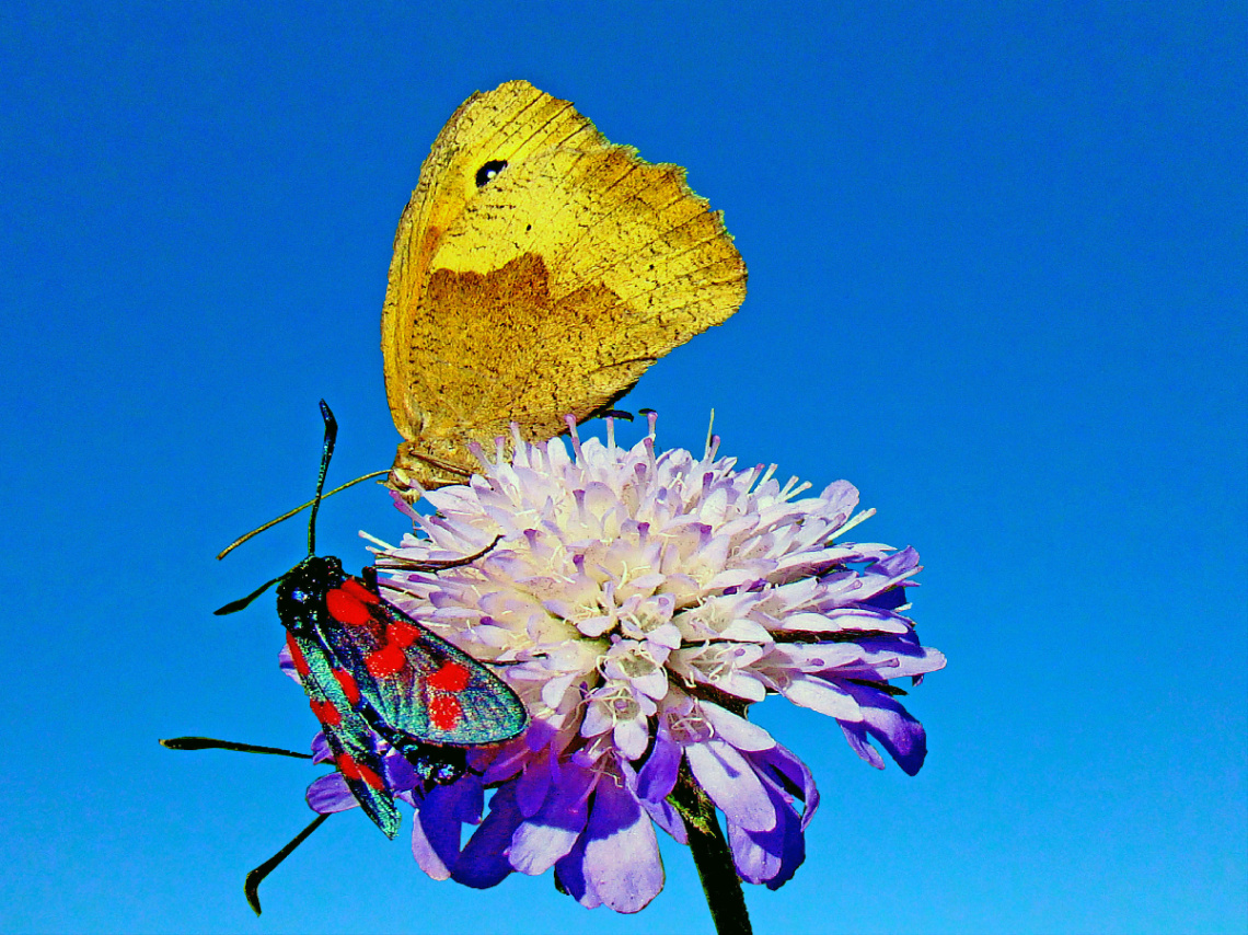 BLÜTE MIT BESUCH