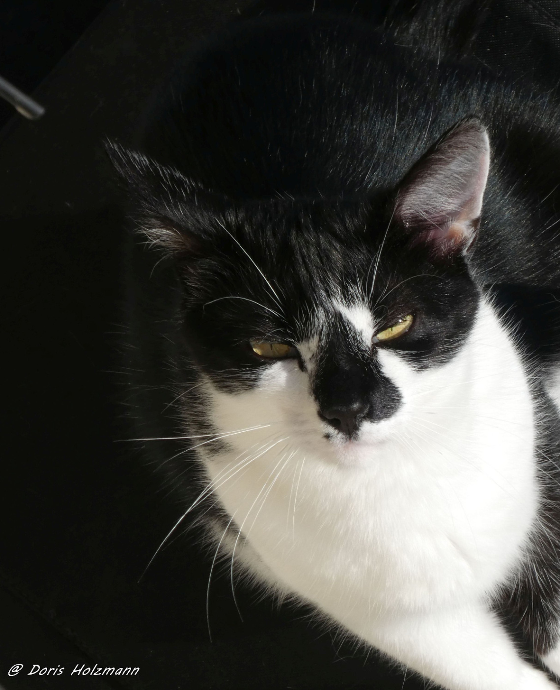 Neighbour's cat 
