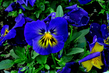 BLÜTEN