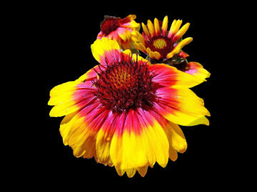 BLÜTEN