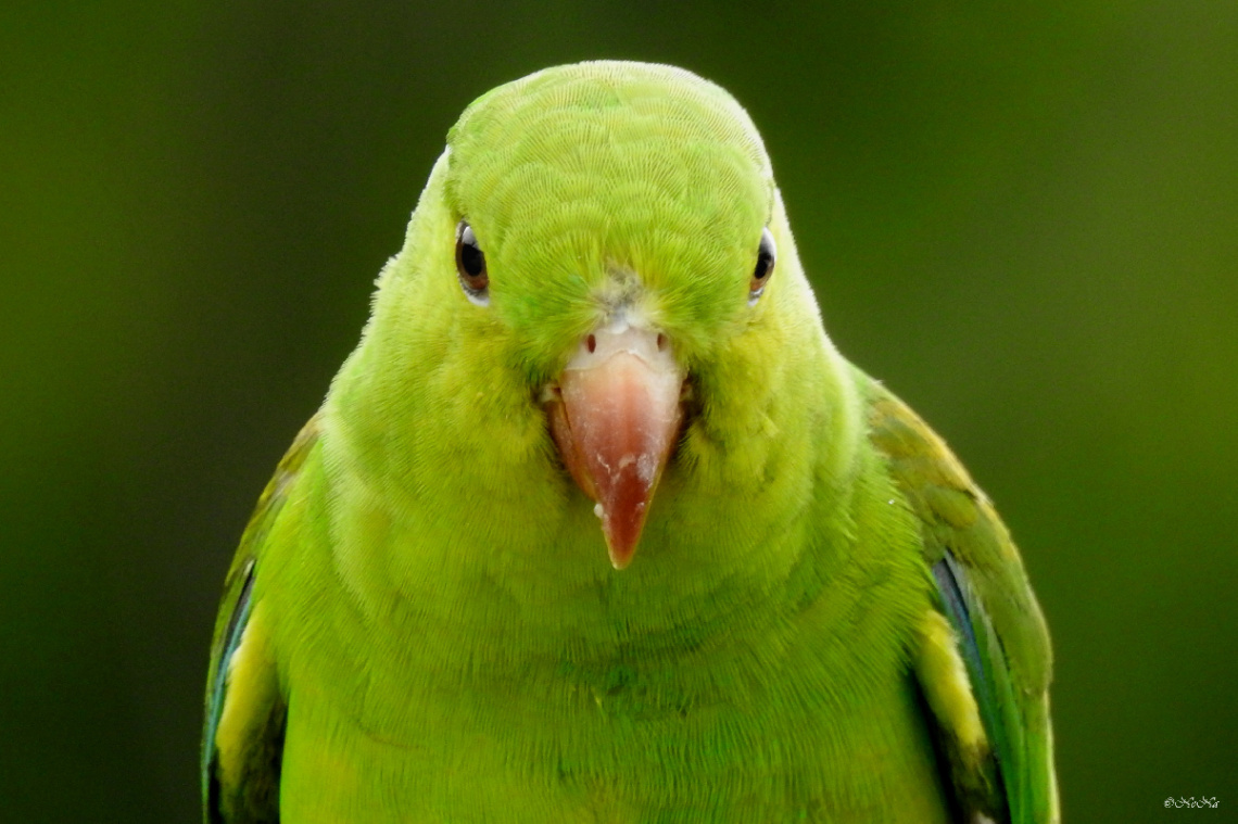 Periquito