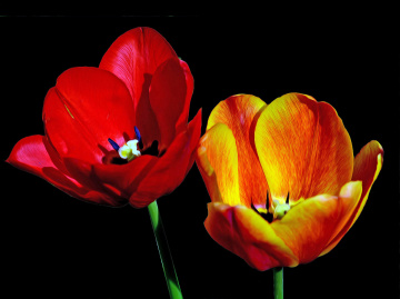 BLÜTEN