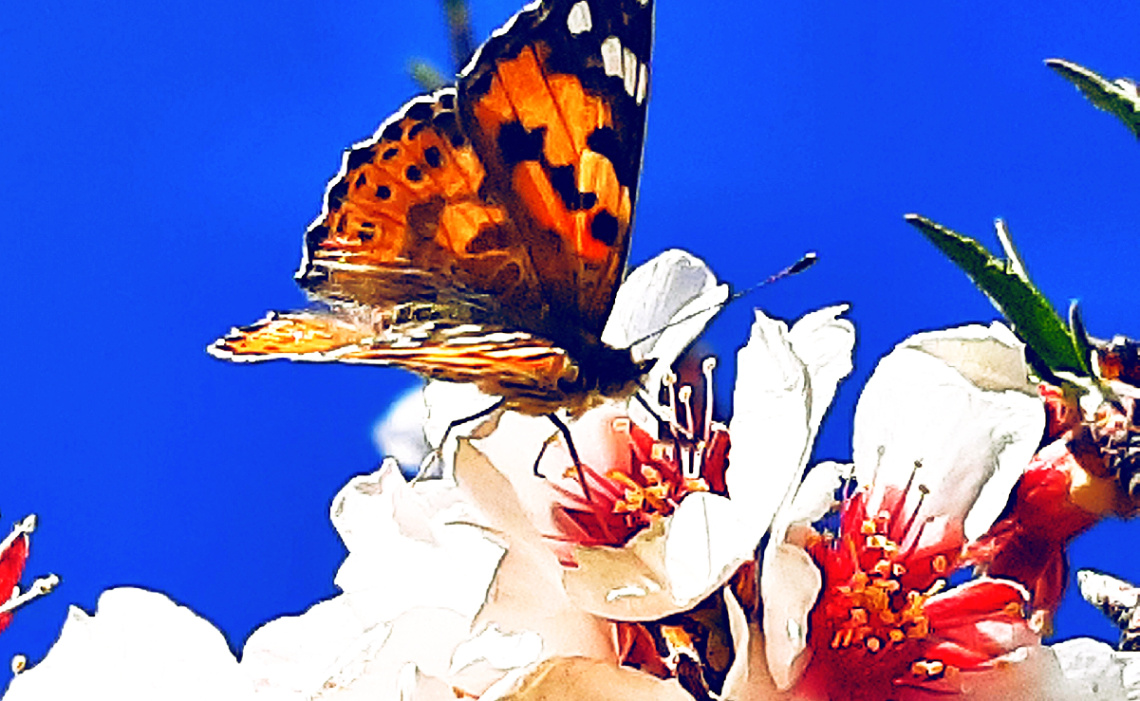Honey sip for the beauty 