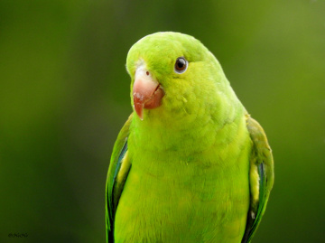 Periquito