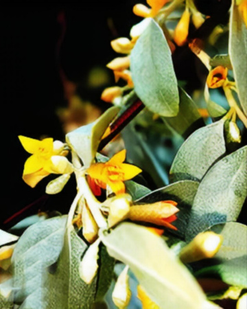 سنجد, Sinjid tree flowers 