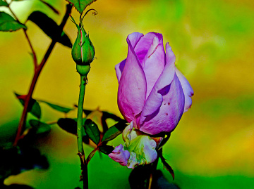 BLÜTE