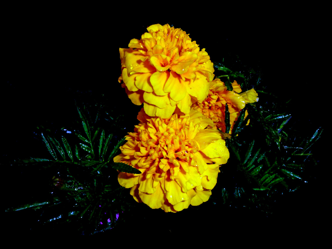 BLÜTEN