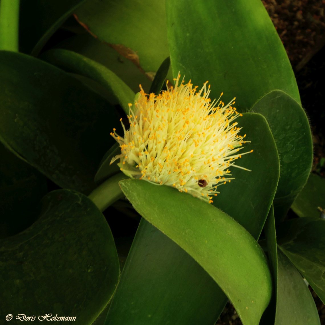 Botanical Garden, Karlsruhe / Germany