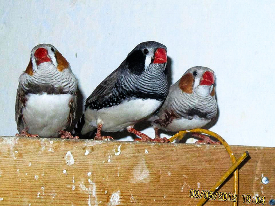 Our Zebra Finches ⚜️❤️