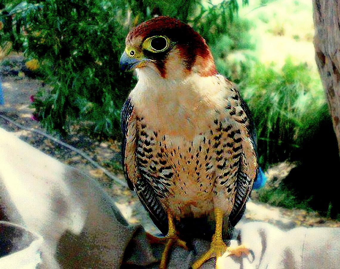 Kestrel 