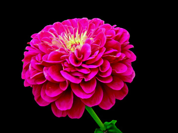 BLÜTE