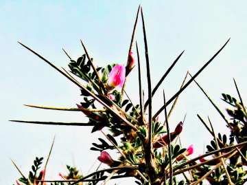 Thorny Beauty ❤️