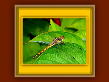 MIT RAHMEN / LIBELLE