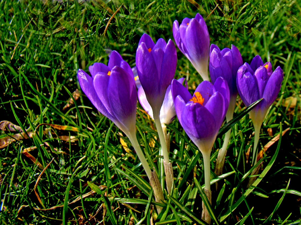 BLÜTEN