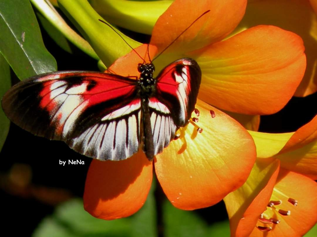 Key piano butterfly 