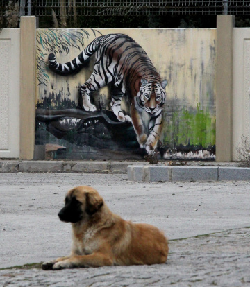 DOĞA
